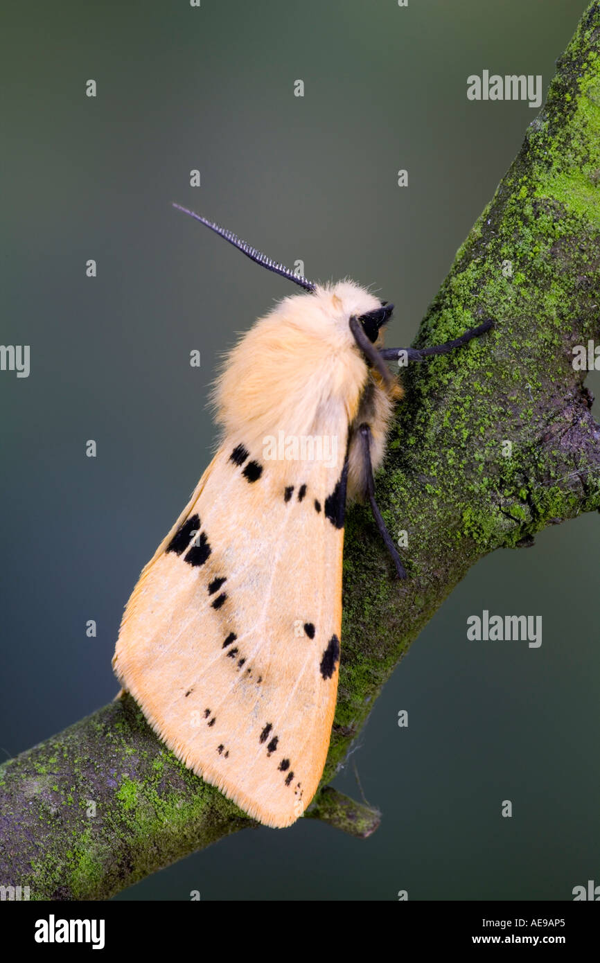 Buff Ermine Spilosoma luteum at rest on twig showing markings and ...