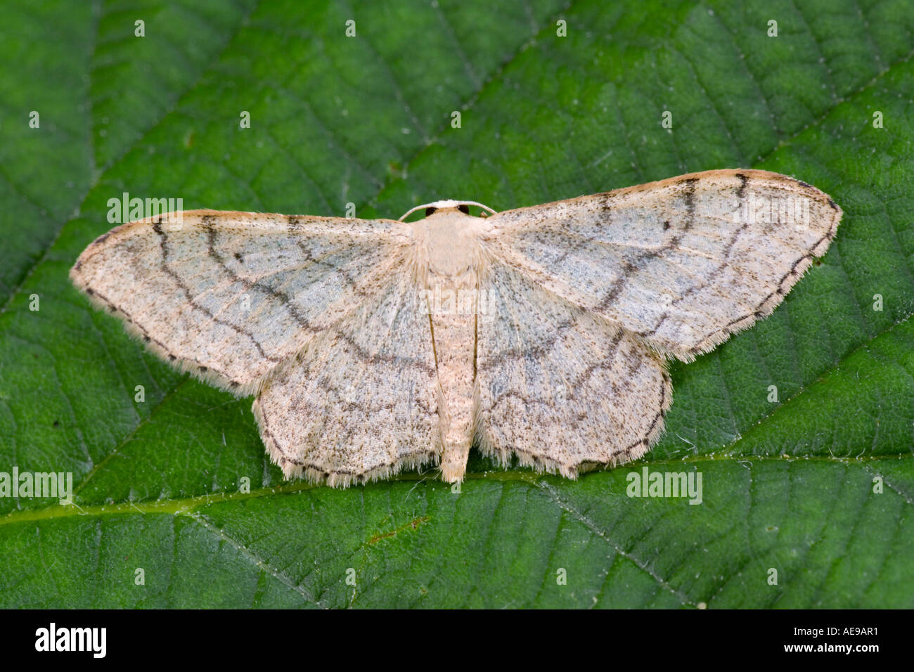 Riband Wave Idaea aversata ab remutata with wings open on leaf showing markings and detail potton bedfordshire Stock Photo