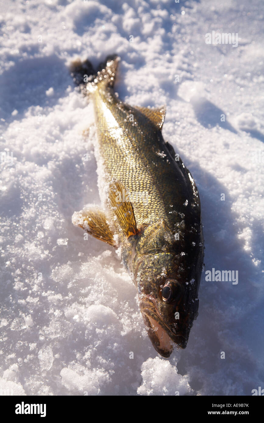 Walleye caught by ice fishing French River Ontario Canada Stock Photo -  Alamy