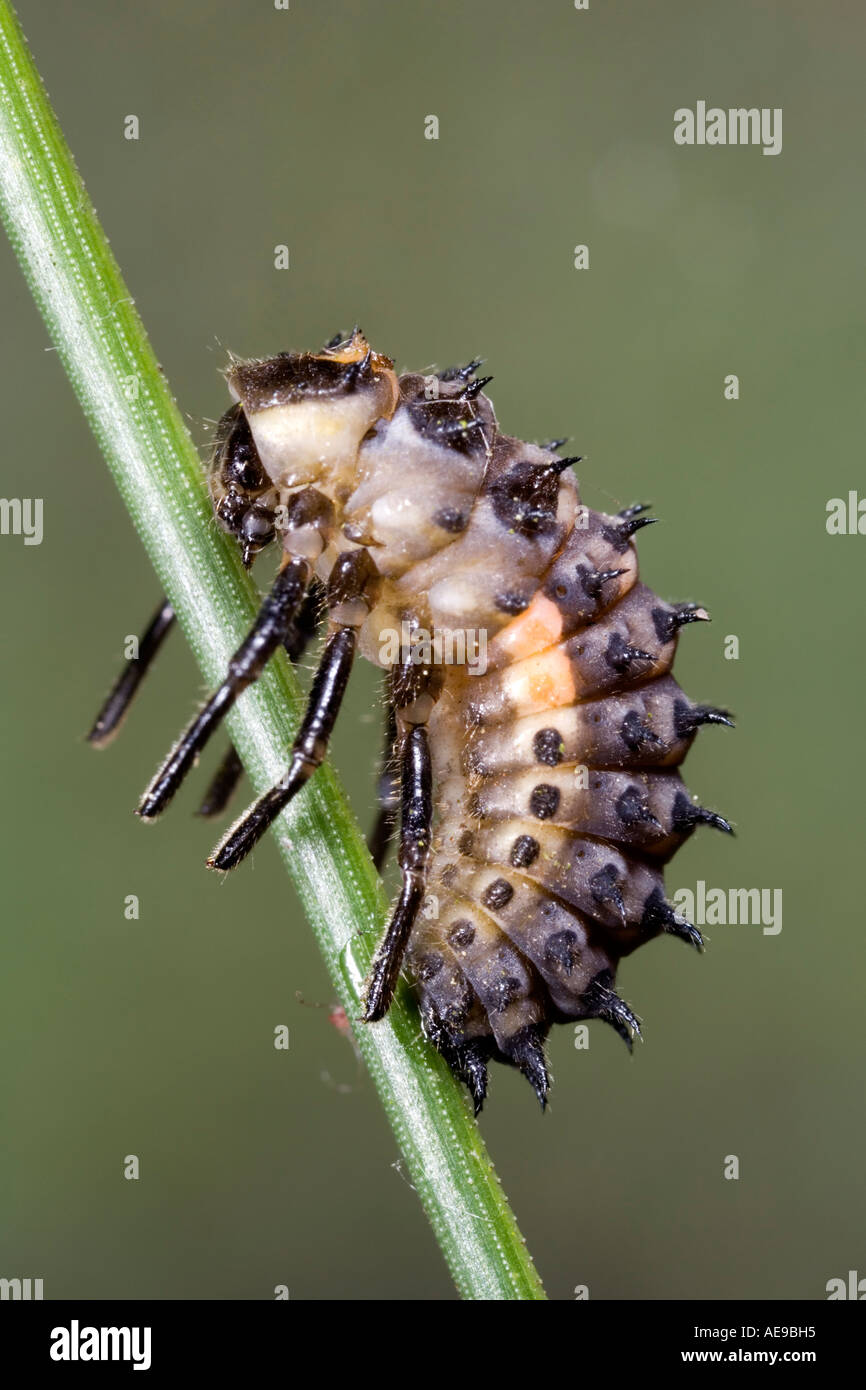 Eyed ladybird Anatis ocellata larvae ready to pupate on pine needle showing markings and detail potton bedfordshire Stock Photo
