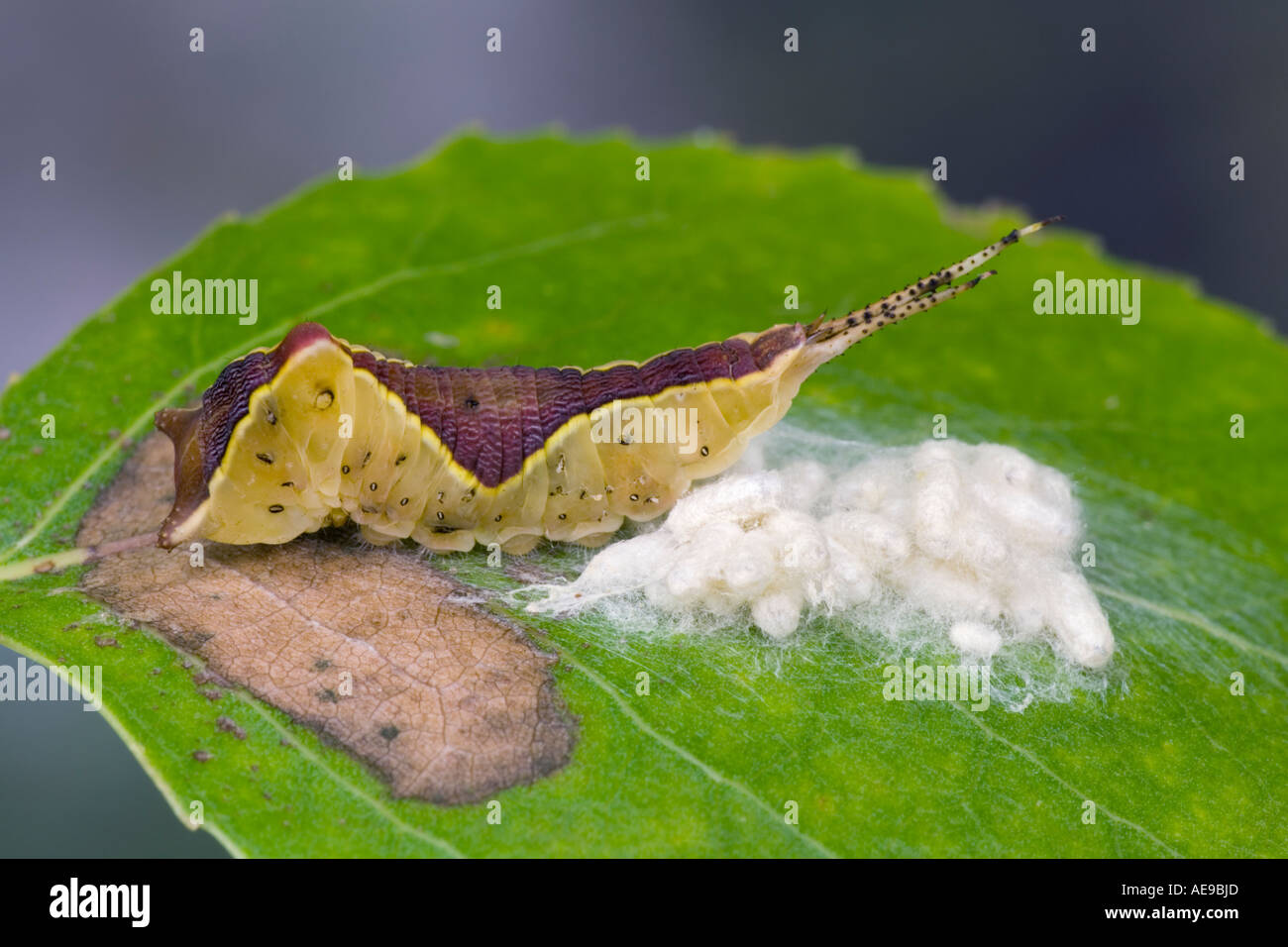 Puss Moth larva Cerura vinula with parasites Cotesia affinis on Poplar leaf potton bedfordshire Stock Photo