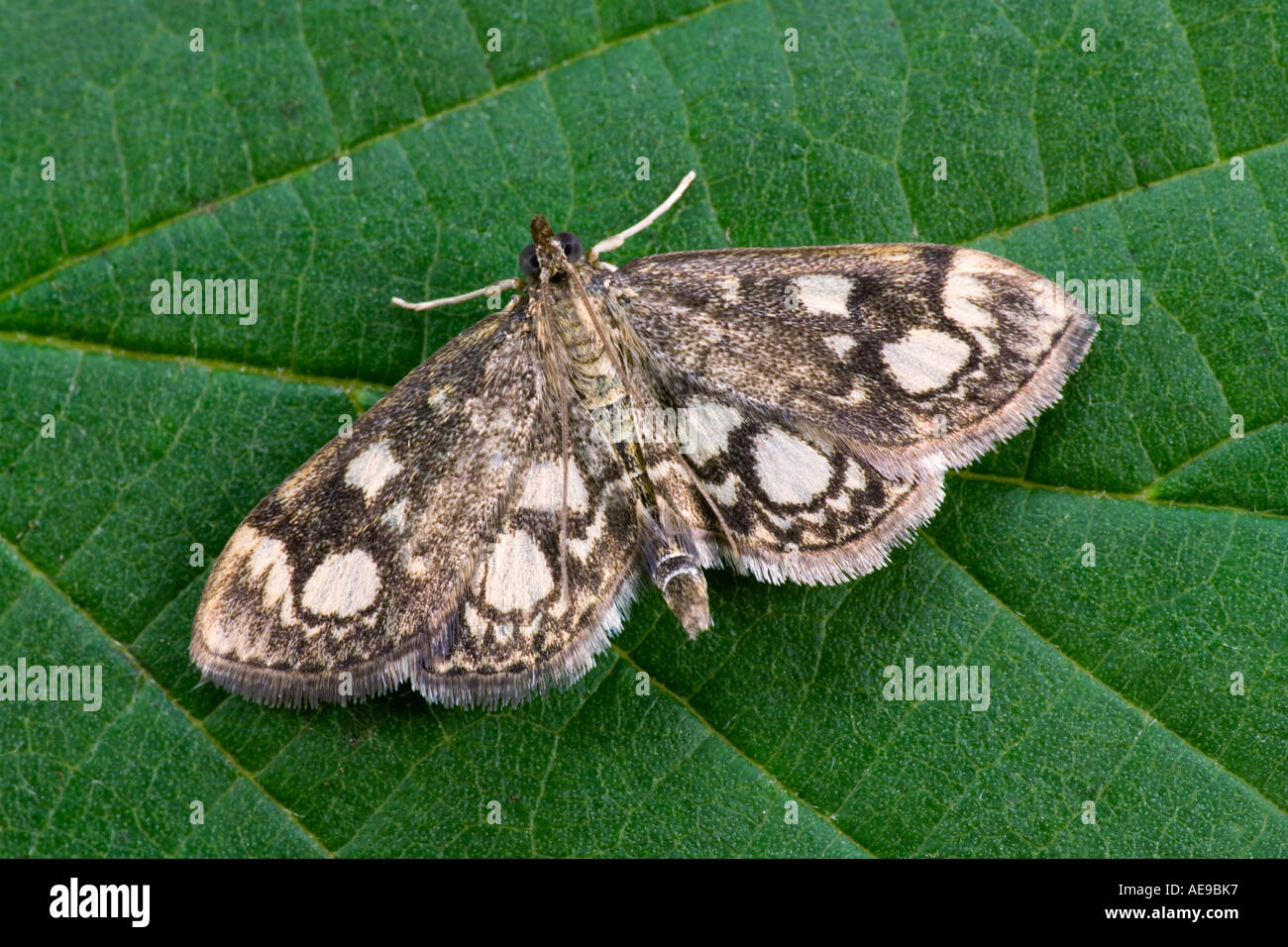 Eurrhypara coronata on leaf with wings open showing markings and detail potton bedfordshire Stock Photo