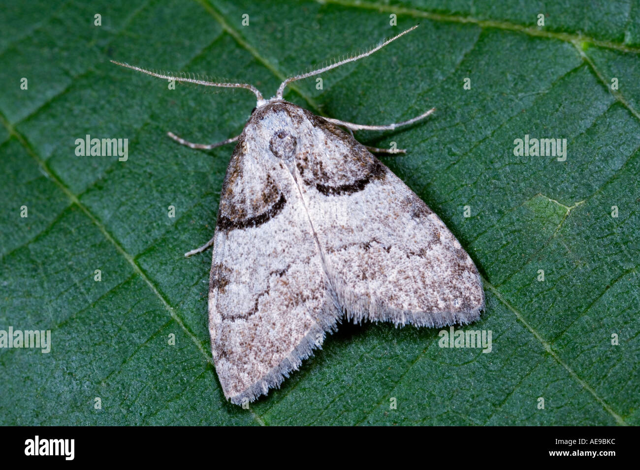 Short cloaked Moth Nola cucullatella at rest on leaf showing markings and detail Potton Bedfordshire Stock Photo