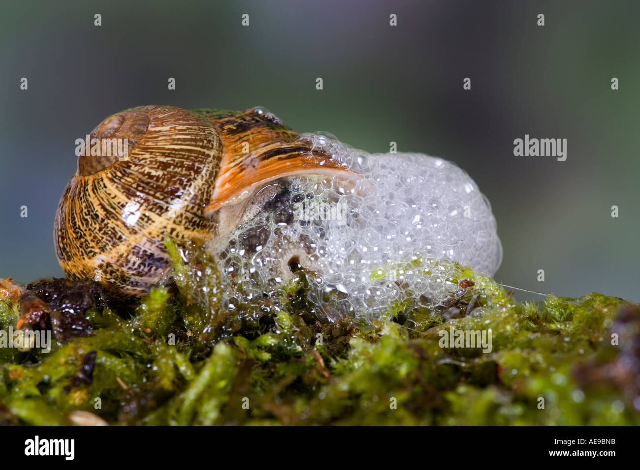 Common snail garden snail Helix aspersa bubbling up potton bedfordshire Stock Photo