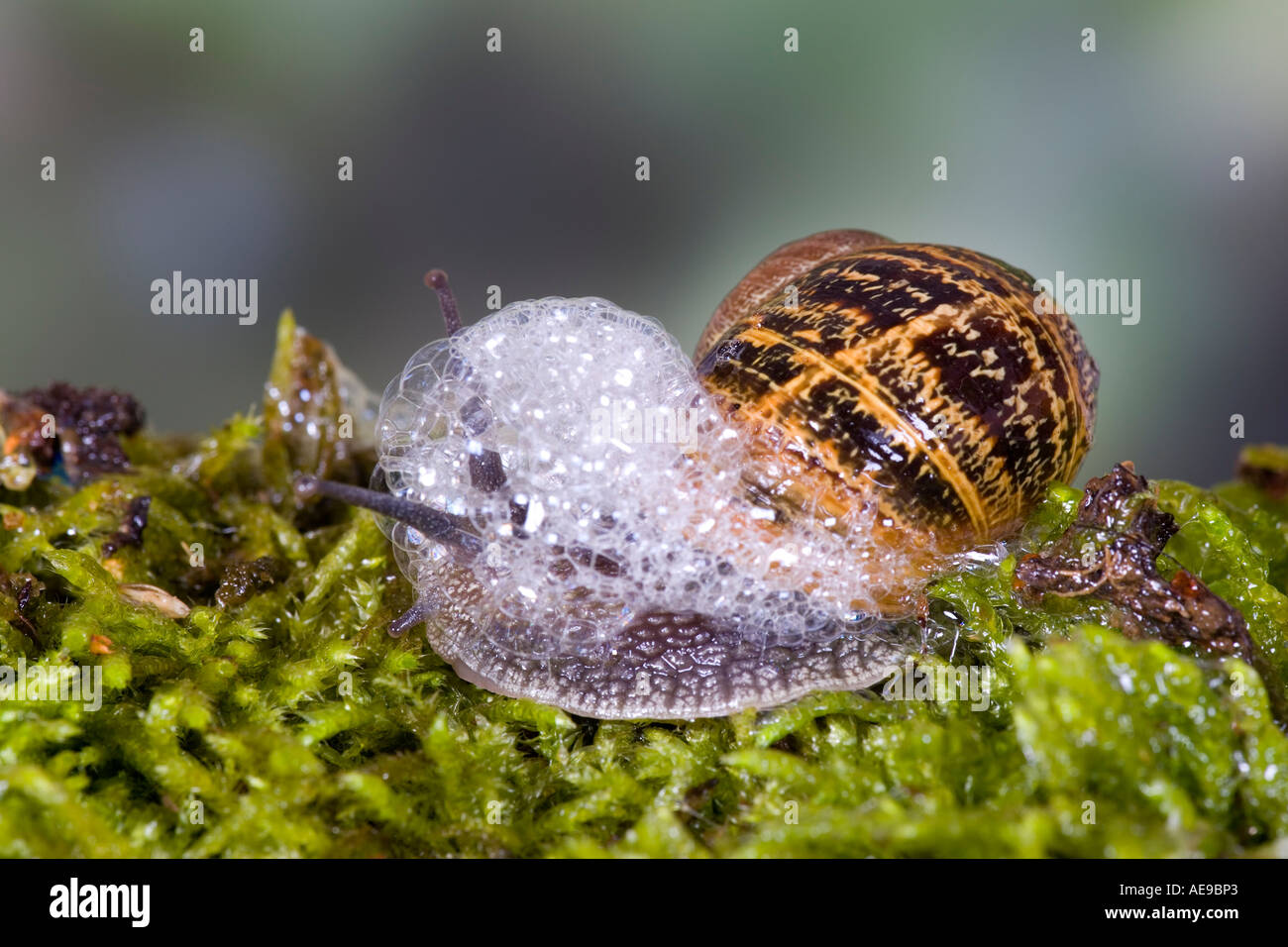 Common snail garden snail Helix aspersa bubbling up potton bedfordshire