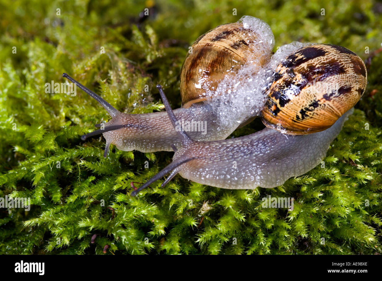 Common snail garden snail Helix aspersa interacting before mating takes