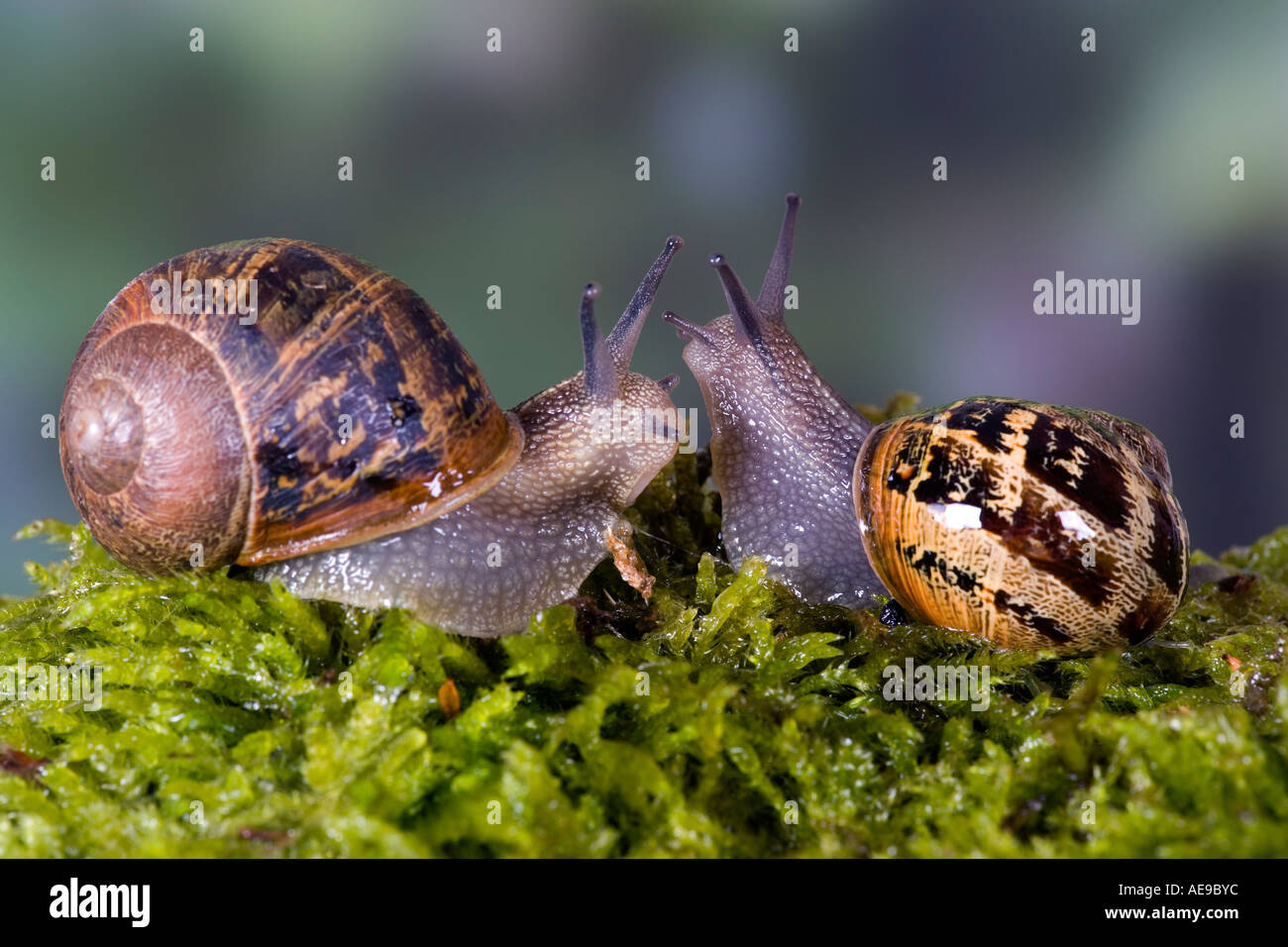 Common snail garden snail Helix aspersa interacting before mating takes