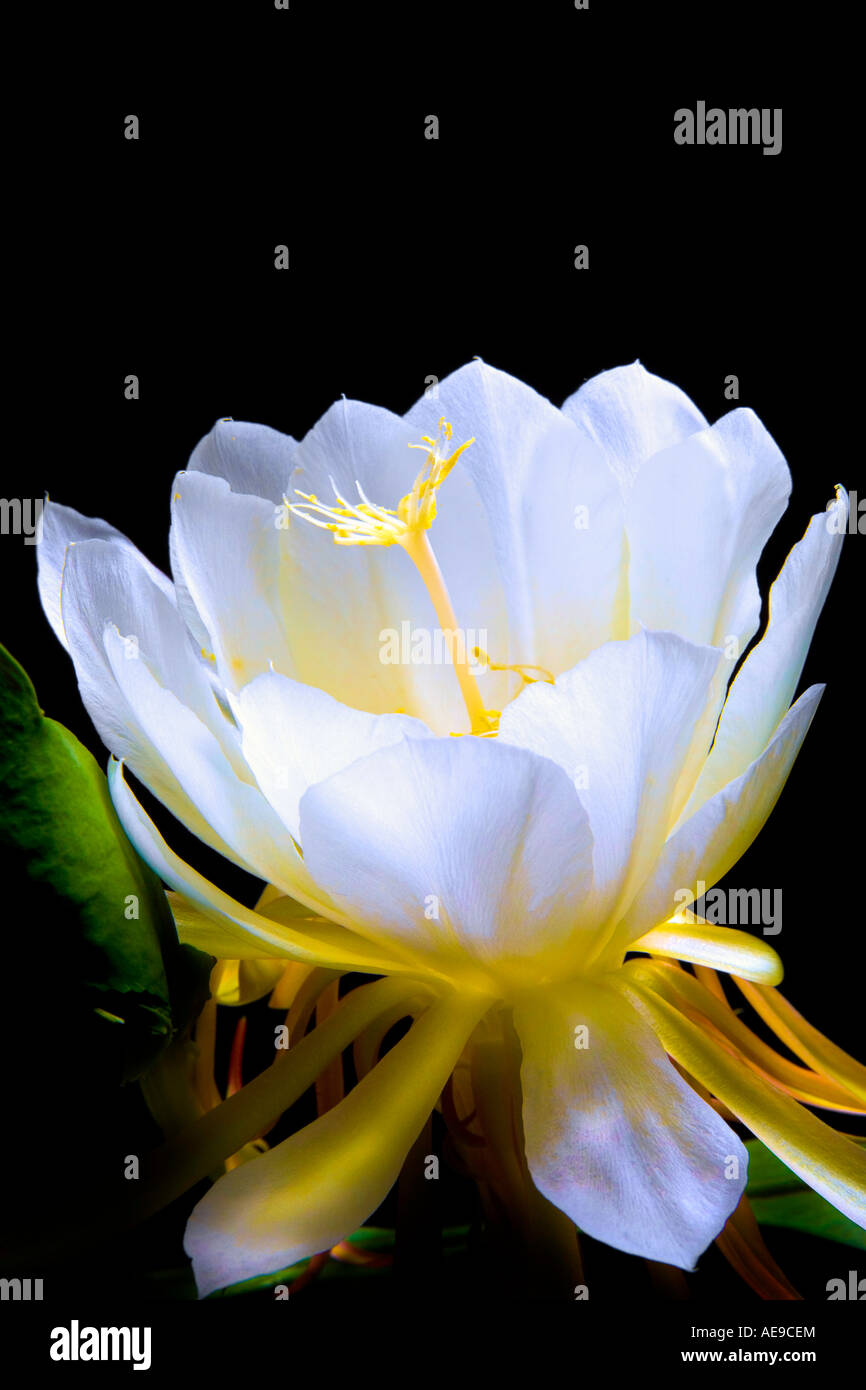 Night Blooming Cereus Stock Photo - Alamy