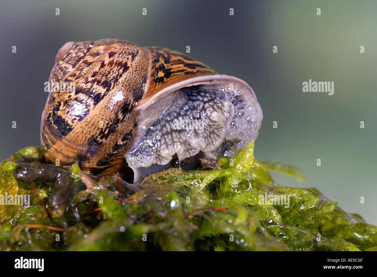 Common snail garden snail Helix aspersa on moss covered stone potton bedfordshire Stock Photo
