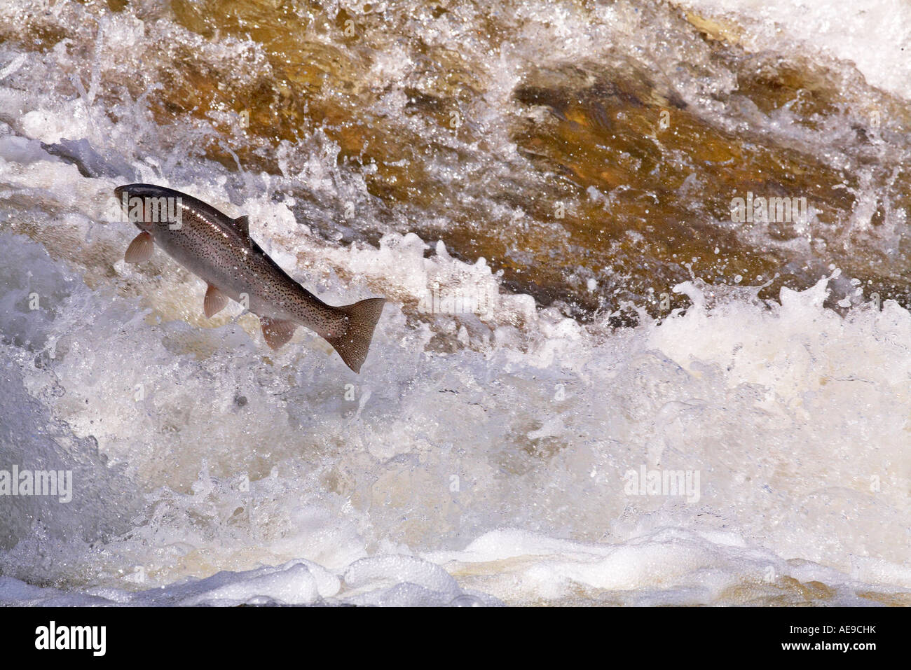 Steelhead leaping in Bronte Creek Ontario Canada Stock Photo