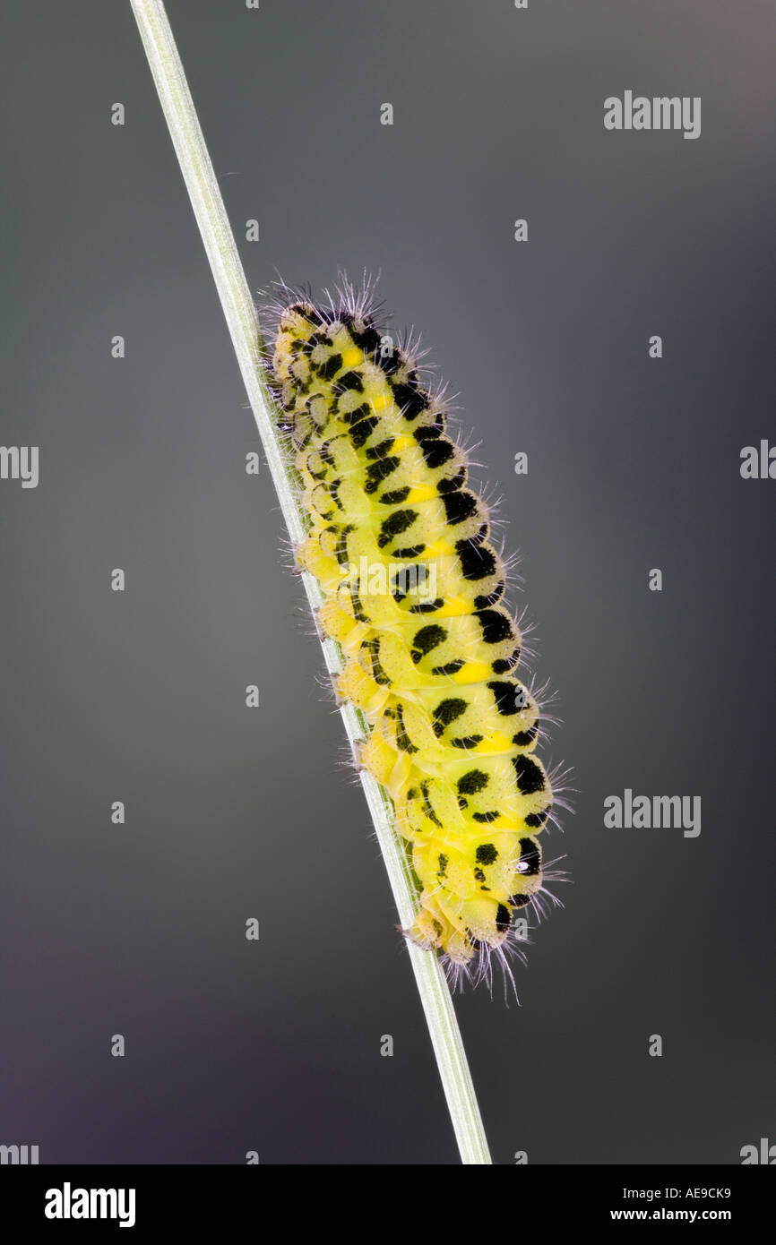 Six Spot Burnet Zygaena filipendulae larvae on grass stalk with out of focus background potton bedfordshire Stock Photo