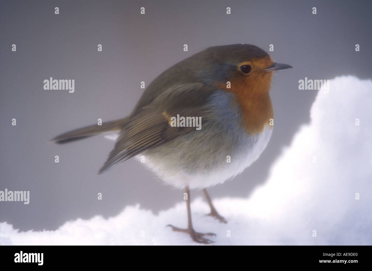 Format robin hi-res stock photography and images - Alamy