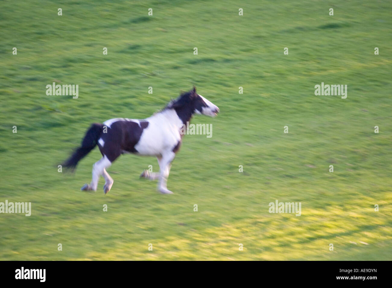 Black and White Piebald Horse Running in Field UK Stock Photo