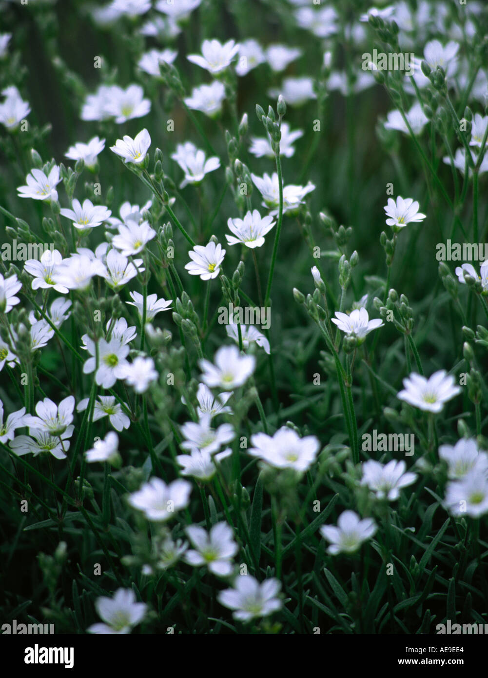 White saxifraga flowers growing in an English garden Stock Photo