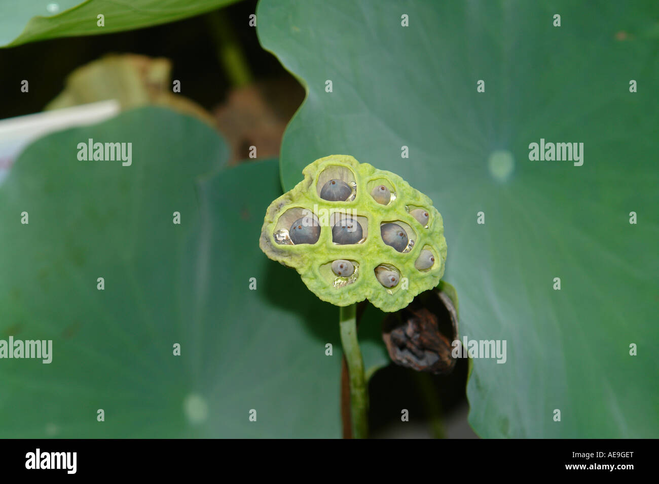 Lily leaves in pond Stock Photo Alamy