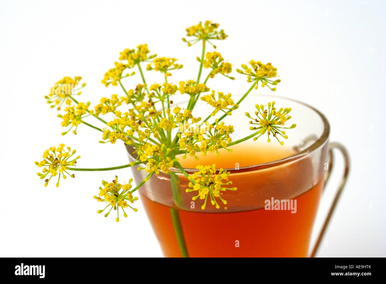 Fennel infusion (Foeniculum vulgare Stock Photo Alamy