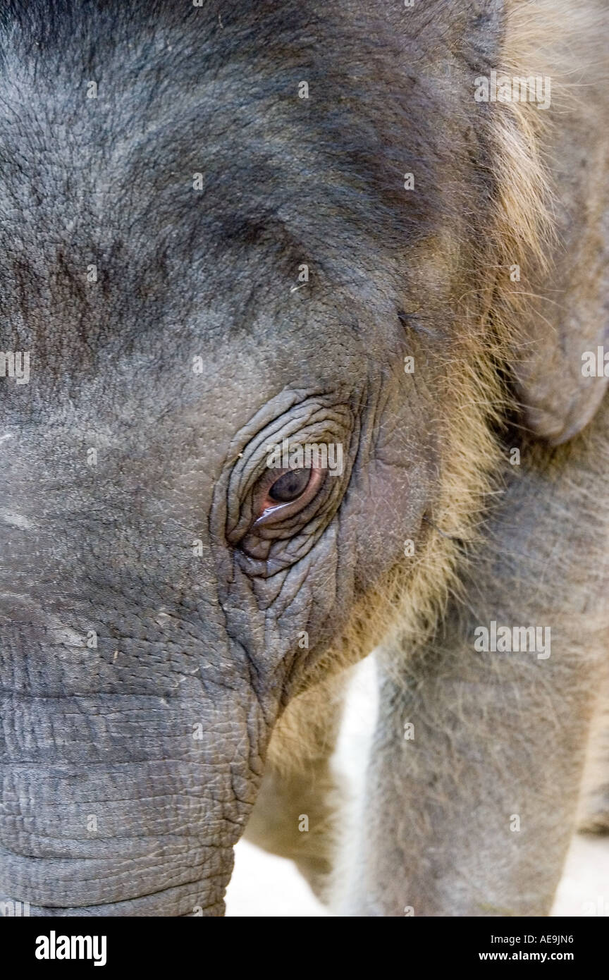 A baby elephant at the Elephant Training Center in Mae Sa Thailand Stock Photo