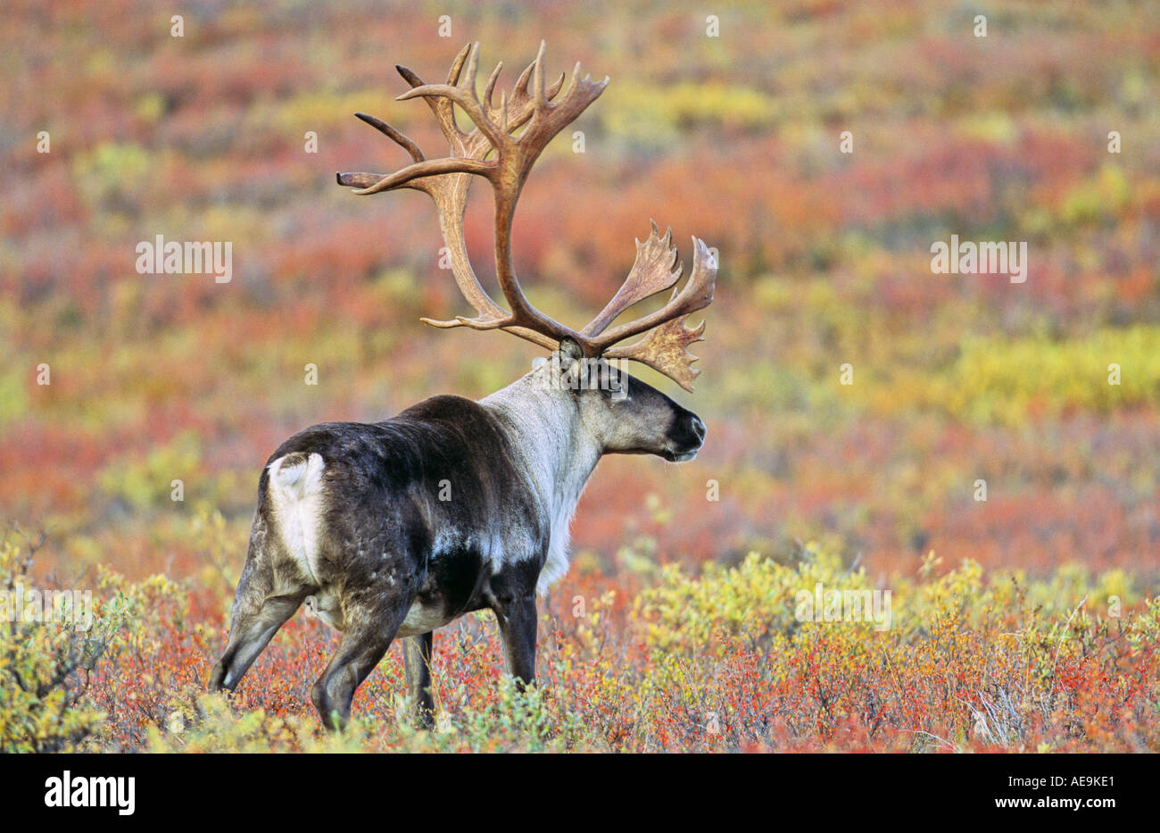 Barrenground caribou Stock Photo