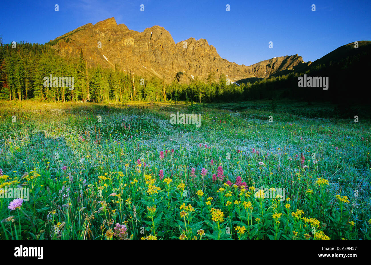 Sunshine meadow banff hires stock photography and images Alamy