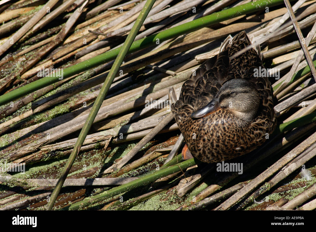 Female Mallard duck on reeds Stock Photo - Alamy