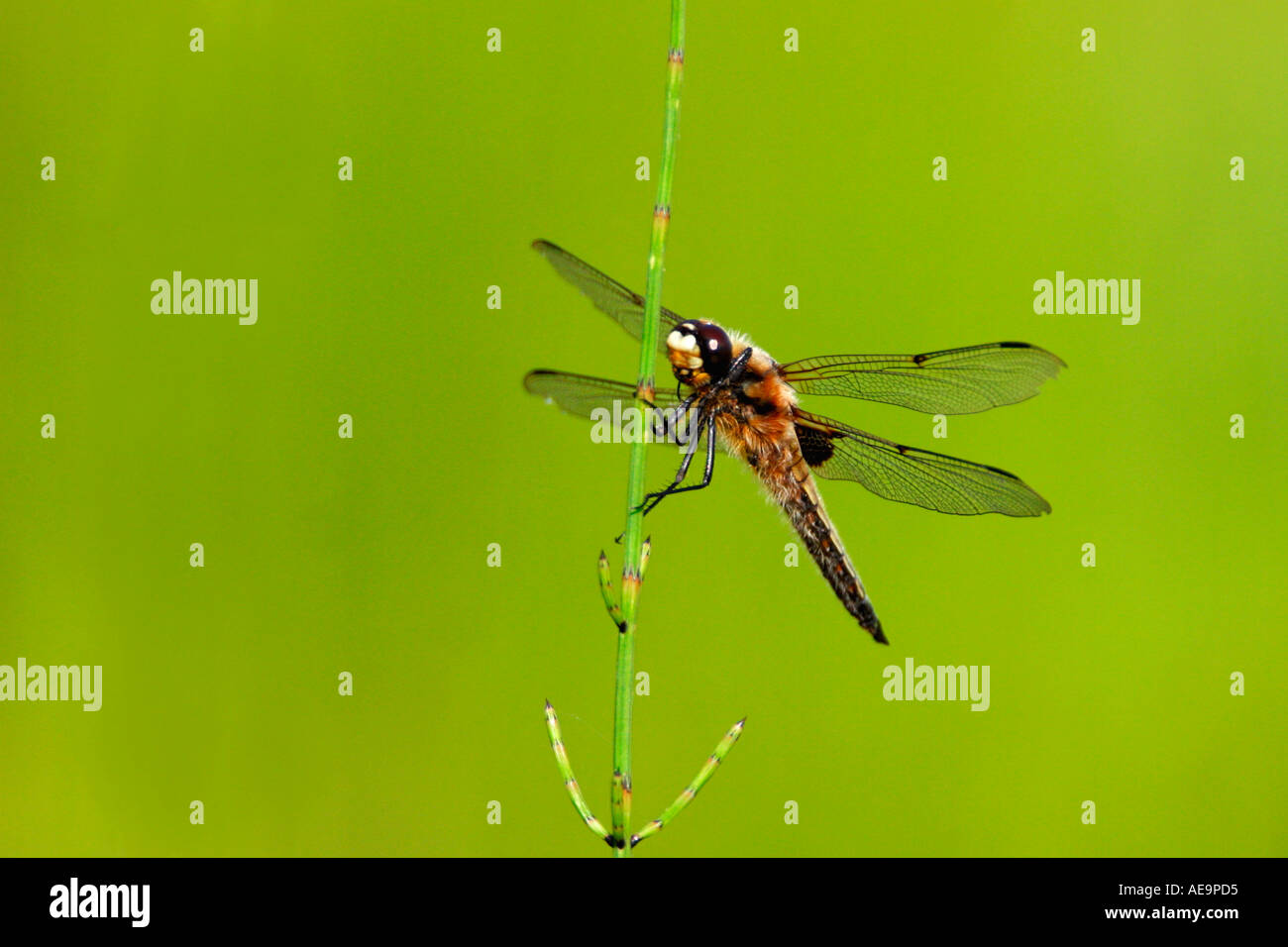 Dragonfly Libellula quadrimaculata Four-spotted Chaser Shropshire England UK GB British Isles Stock Photo