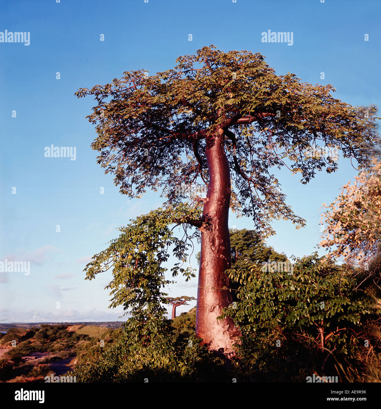 baobab, Adansonia, grandidieri,  madagascar Stock Photo