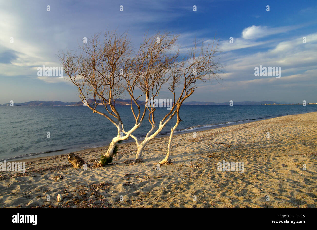 White painted trees on Tingaki beach Kos Greek Islands Stock Photo