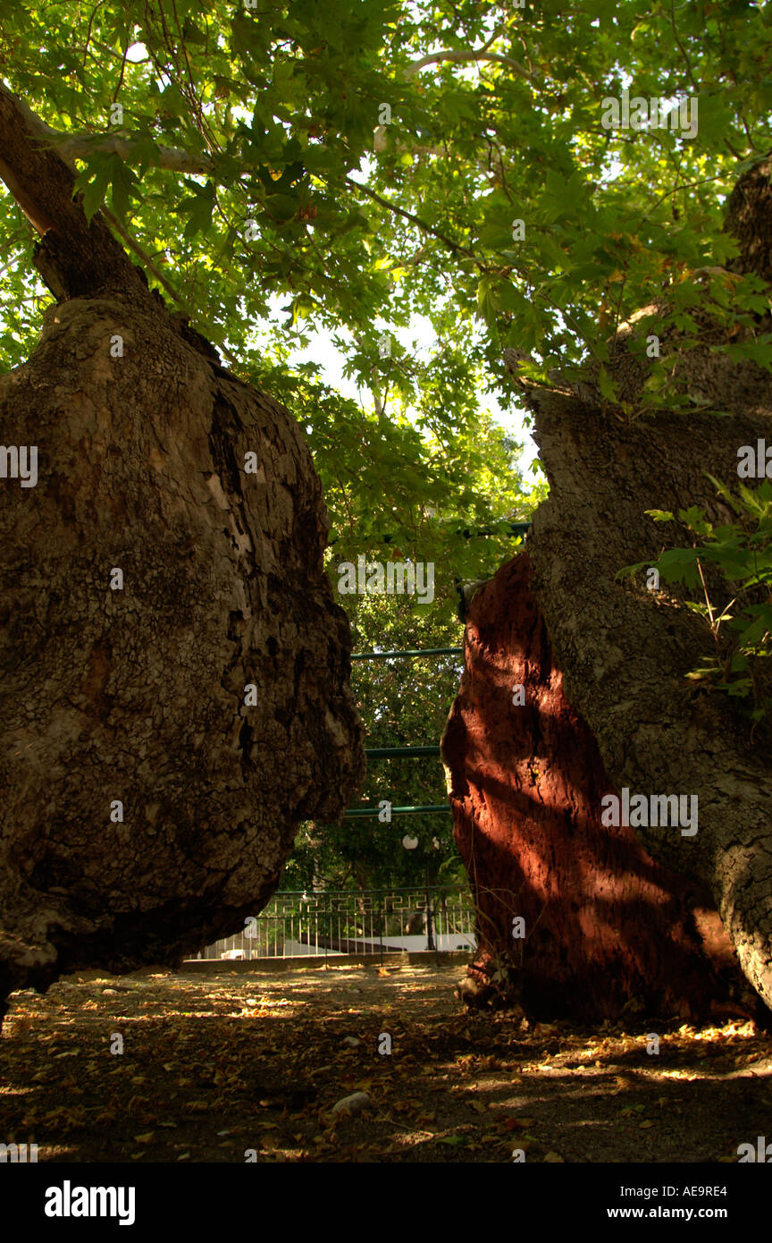 The Plane Tree of Hippocrates in Platanou Square Kos Town Stock Photo