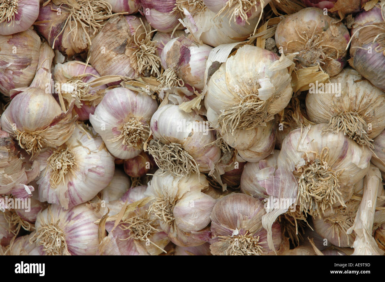 French garlic in a market in Carcassonne Stock Photo Alamy