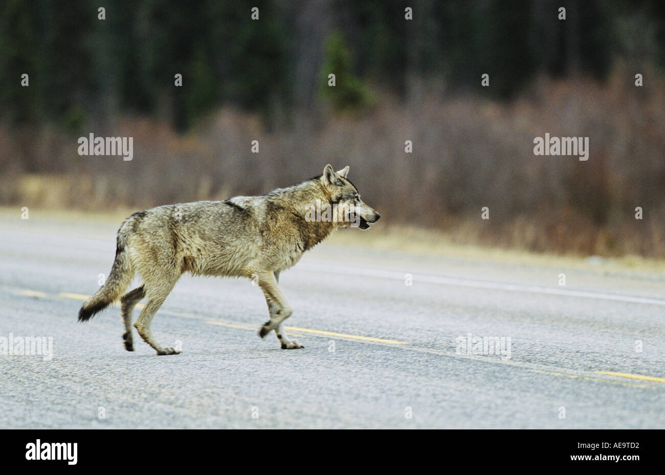 John e marriott wolf hires stock photography and images Alamy