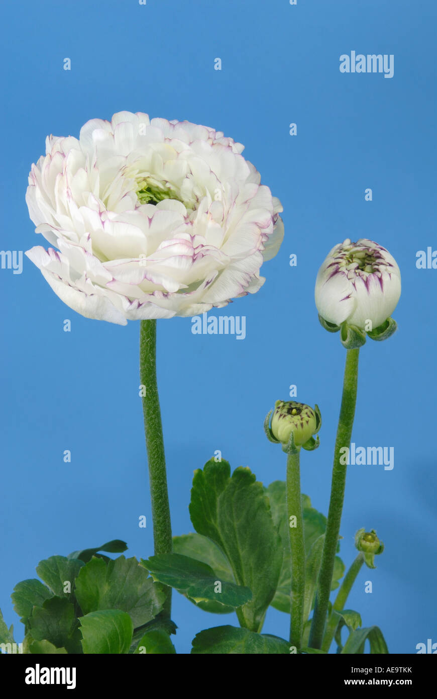 Turban Ranunculus, Persian Buttercup (Ranunculus asiaticus hybrid), flowers and buds, studio picture Stock Photo