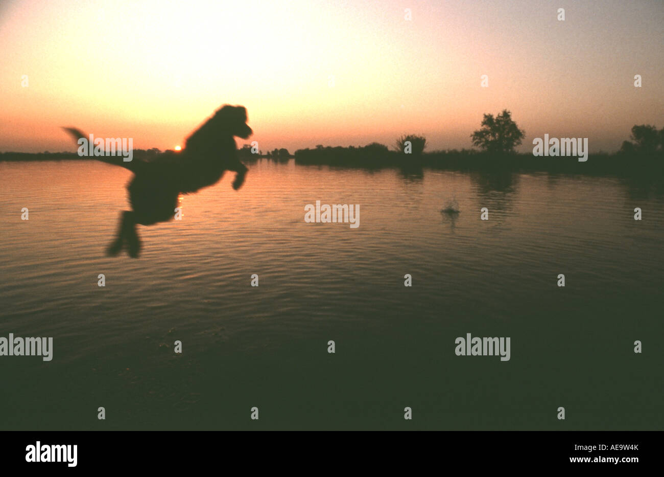 At sunset, a black lab jumps into the lake to retrieve a duck. Stock Photo
