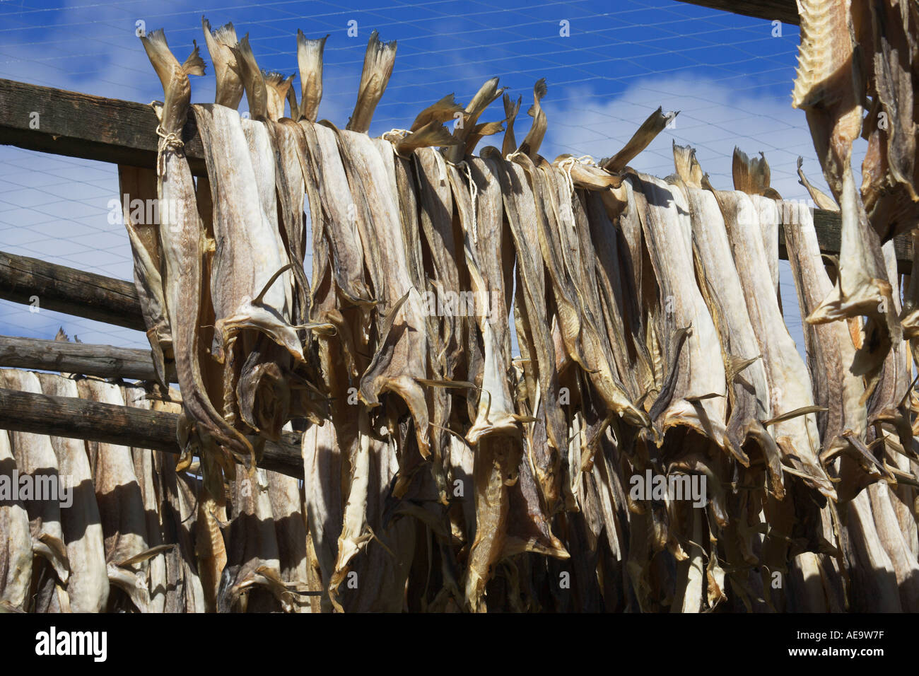 Cod fish drying on racks Kiberg Vardo Norway Stock Photo Alamy