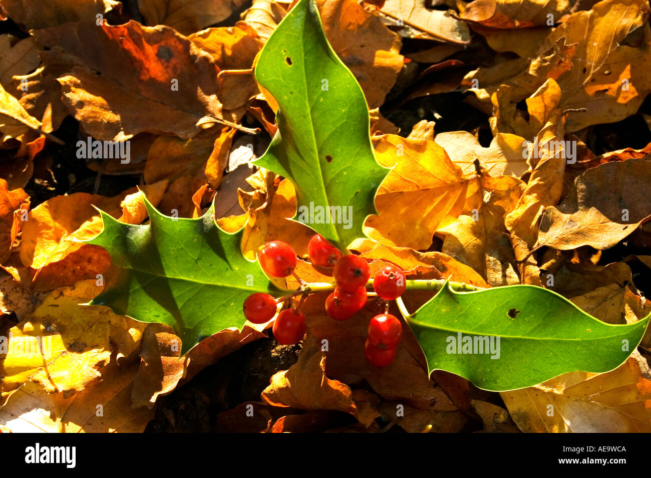 autum fall trees forest leaves detail keston wood kent england uk vibrant colour quiet tranquil beauty pretty bright sunny vivid Stock Photo