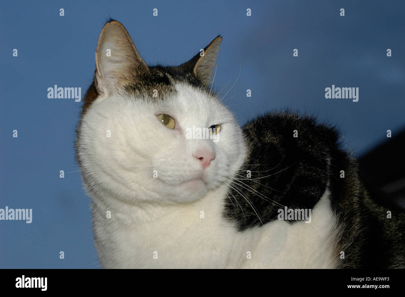 cat moggy tabby black brown white night crouching Stock Photo