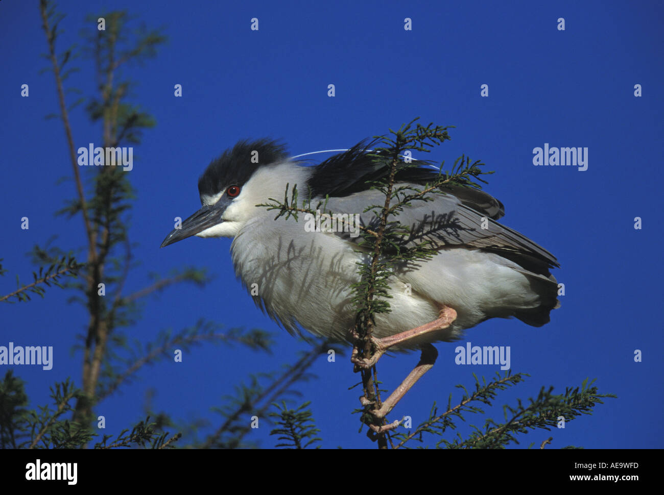 Black crowned Night Heron showing aggressive posture, Washington DC, USA Stock Photo