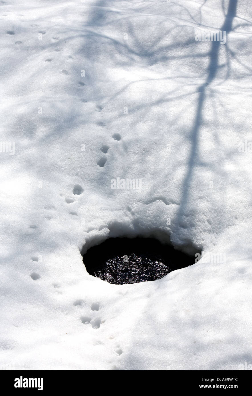 Small river flowing underneath thin layer of snow , animal waterhole , Finland Stock Photo