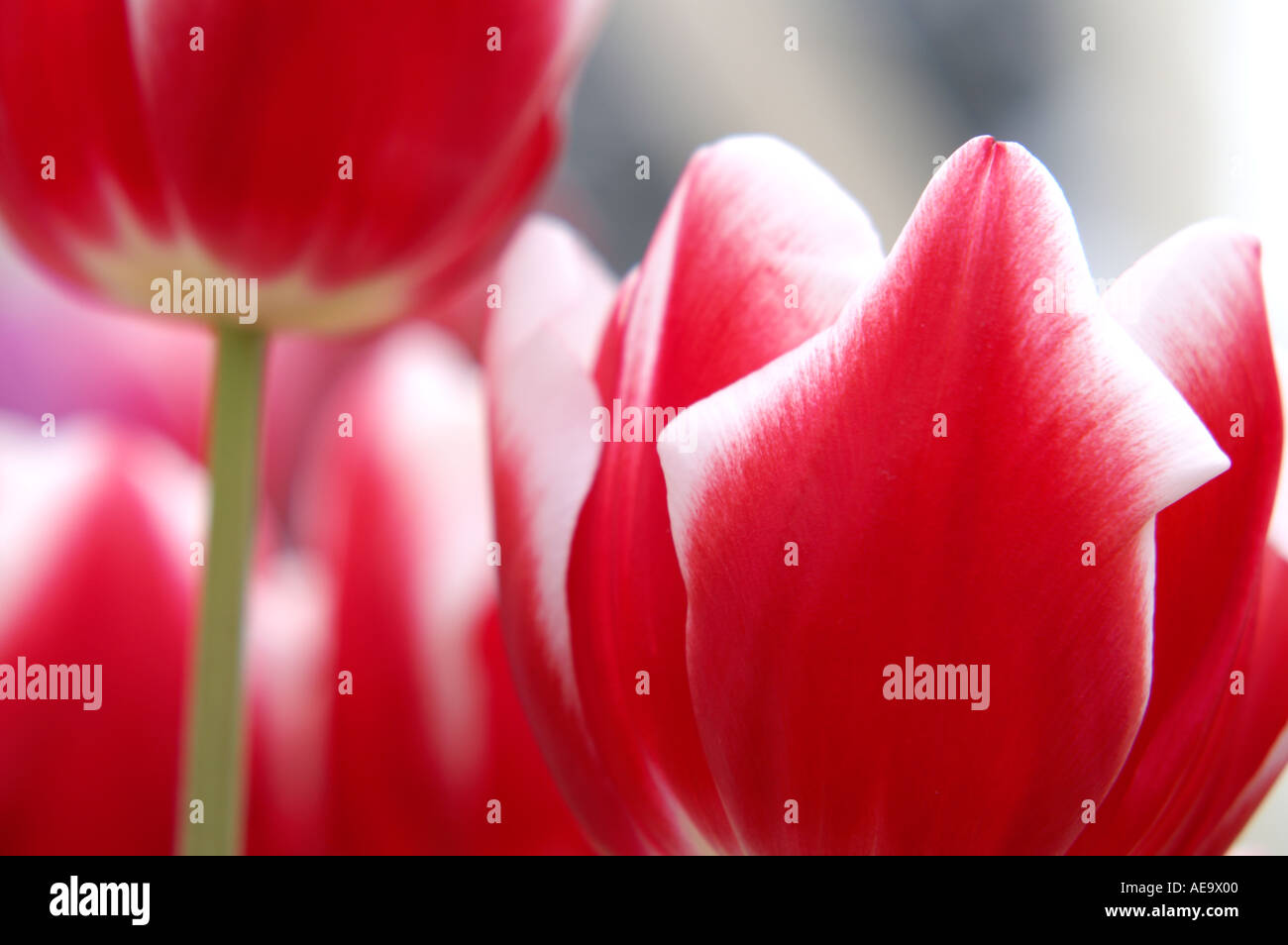 Tulip Valentine Stock Photo