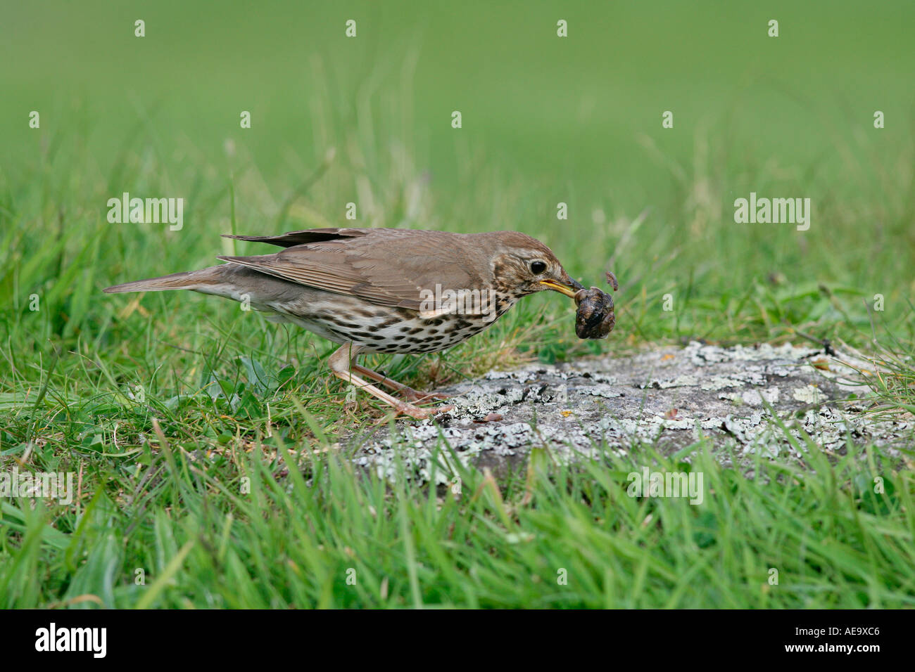 SONG THRUSH Turdus philomelos BREAKING SNAIL SHELL ON ANVIL UK MAY ...