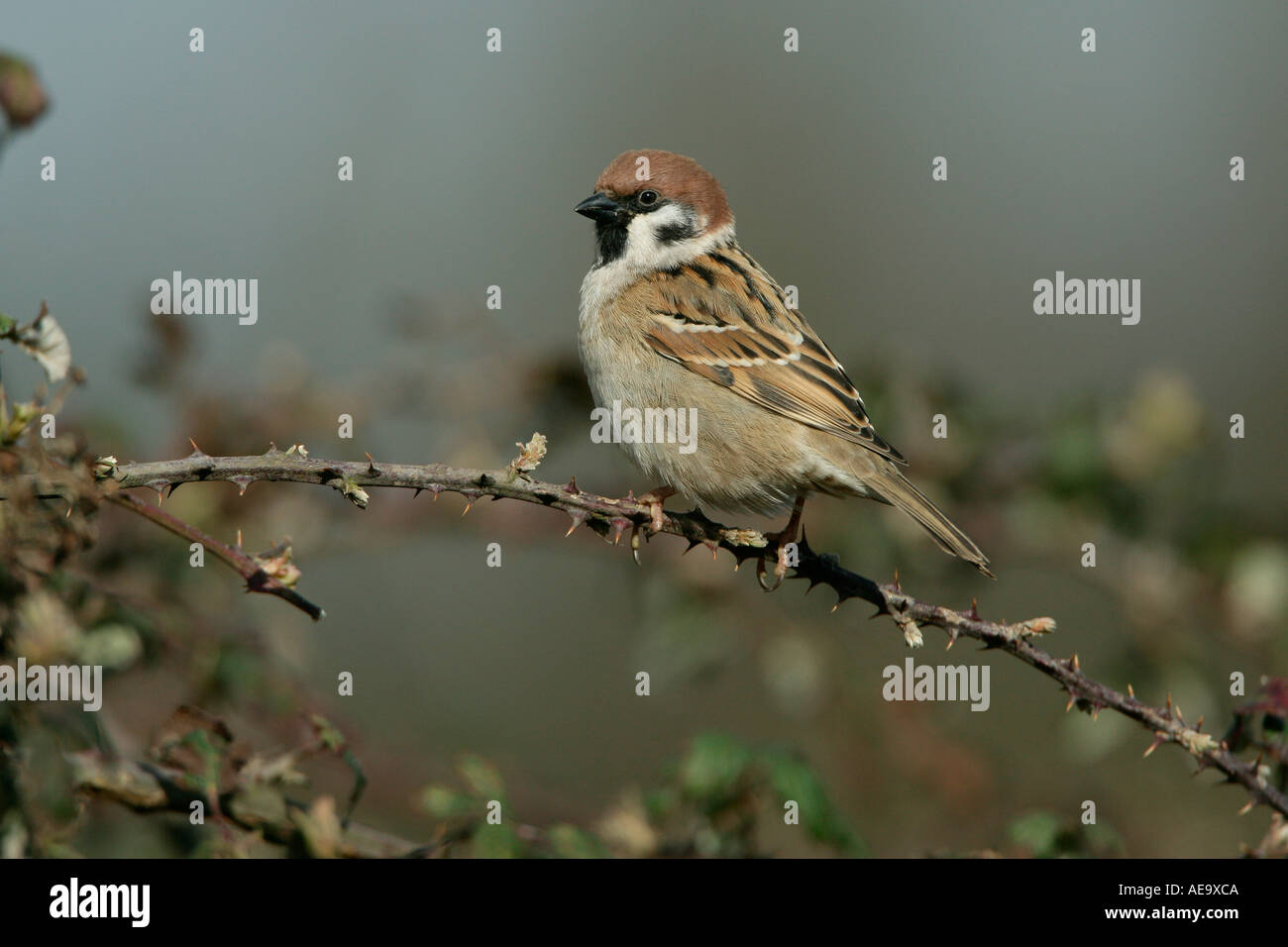 TREE SPARROW Passer montanus PERCHED ON BRAMBLE STEM UK MARCH Stock Photo