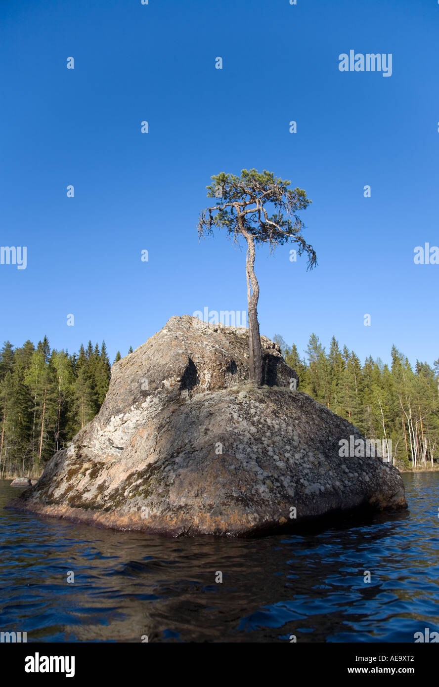 Solitary pine tree ( pinus sylvestris ) growing on a rock at the middle of a lake , Finland Stock Photo