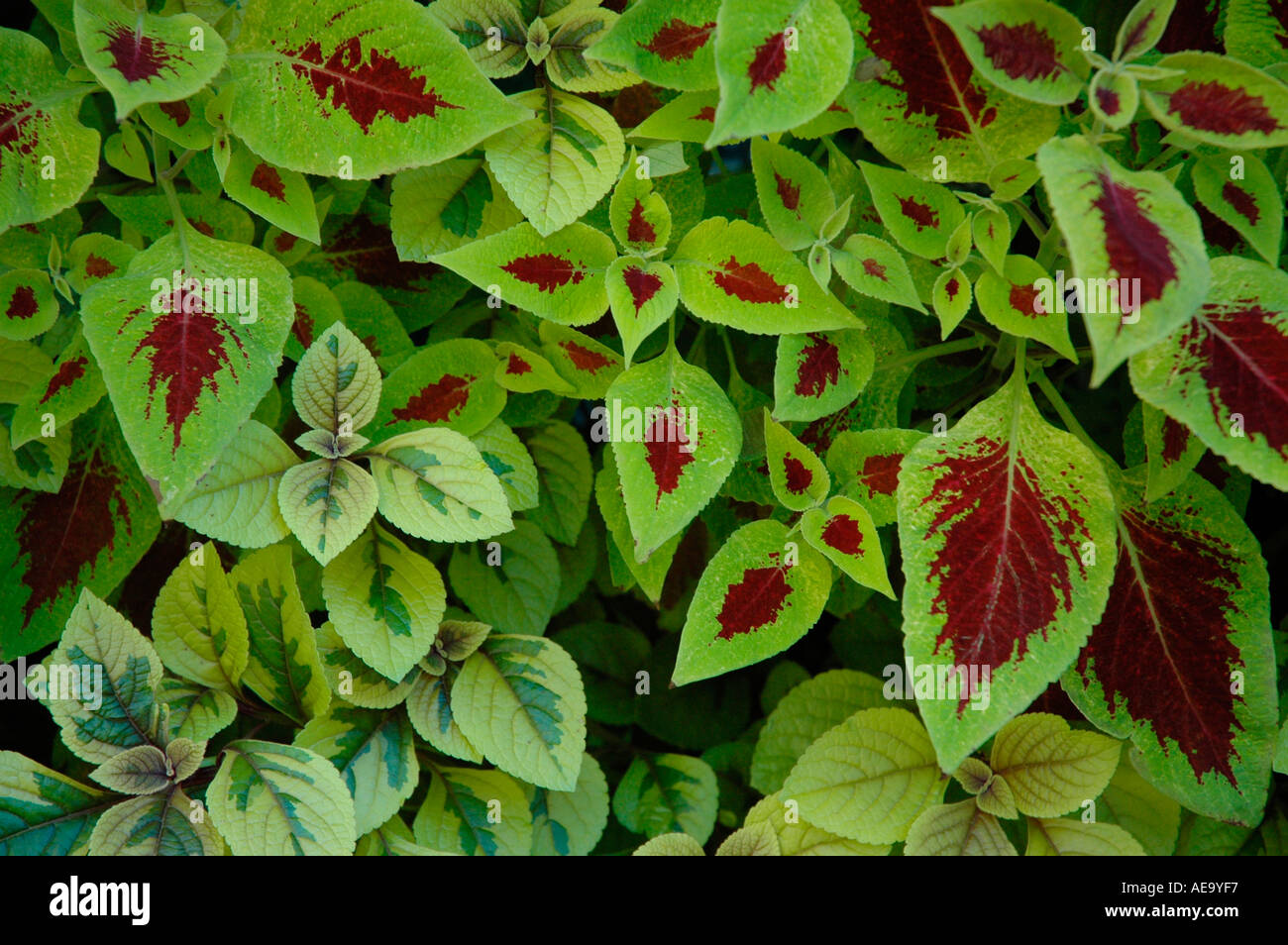 Coleus leaves Stock Photo Alamy
