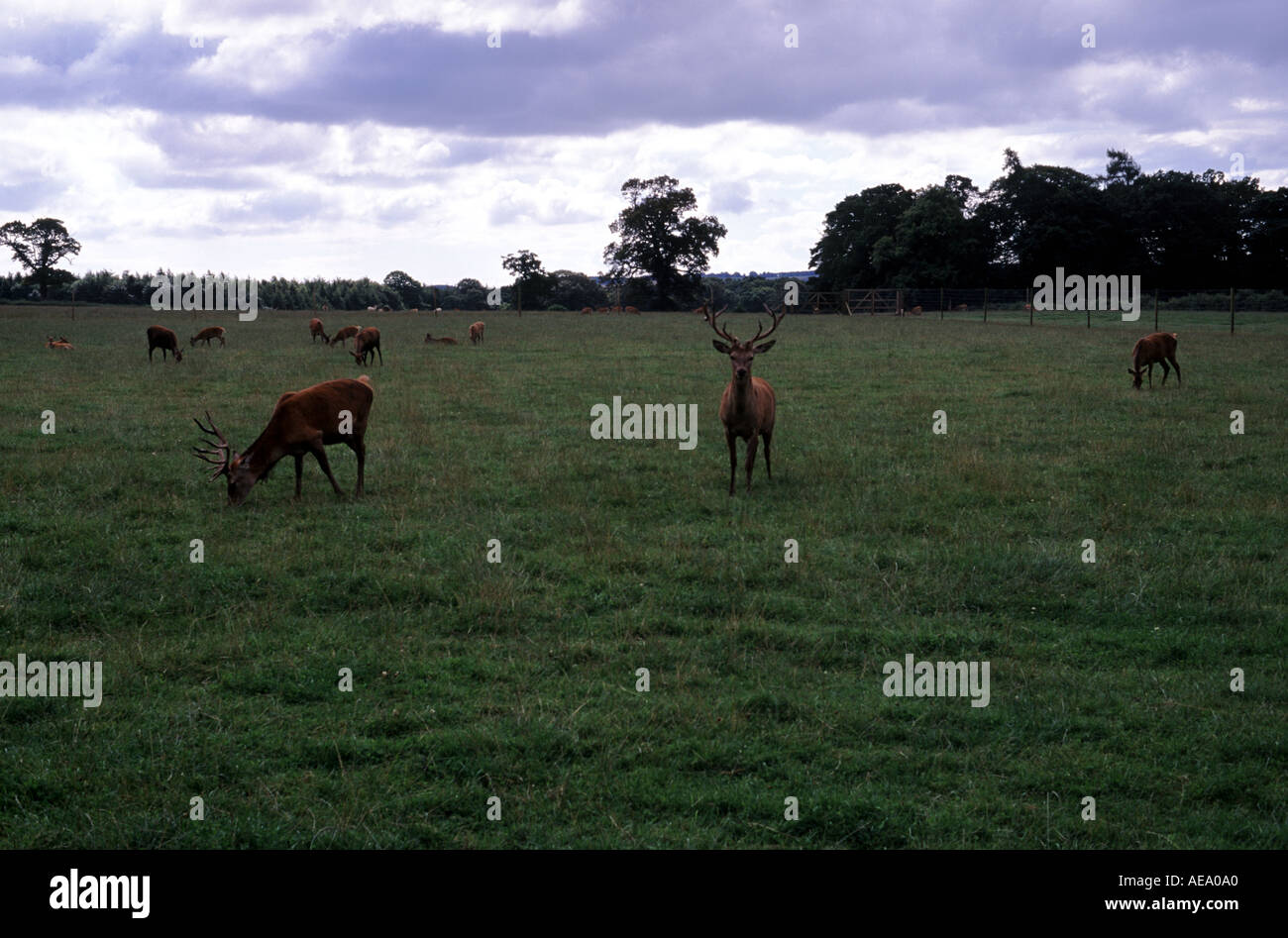 Scottish Deer Centre Stock Photo Alamy