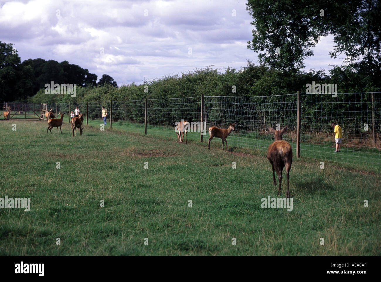 Scottish Deer Centre Stock Photo Alamy