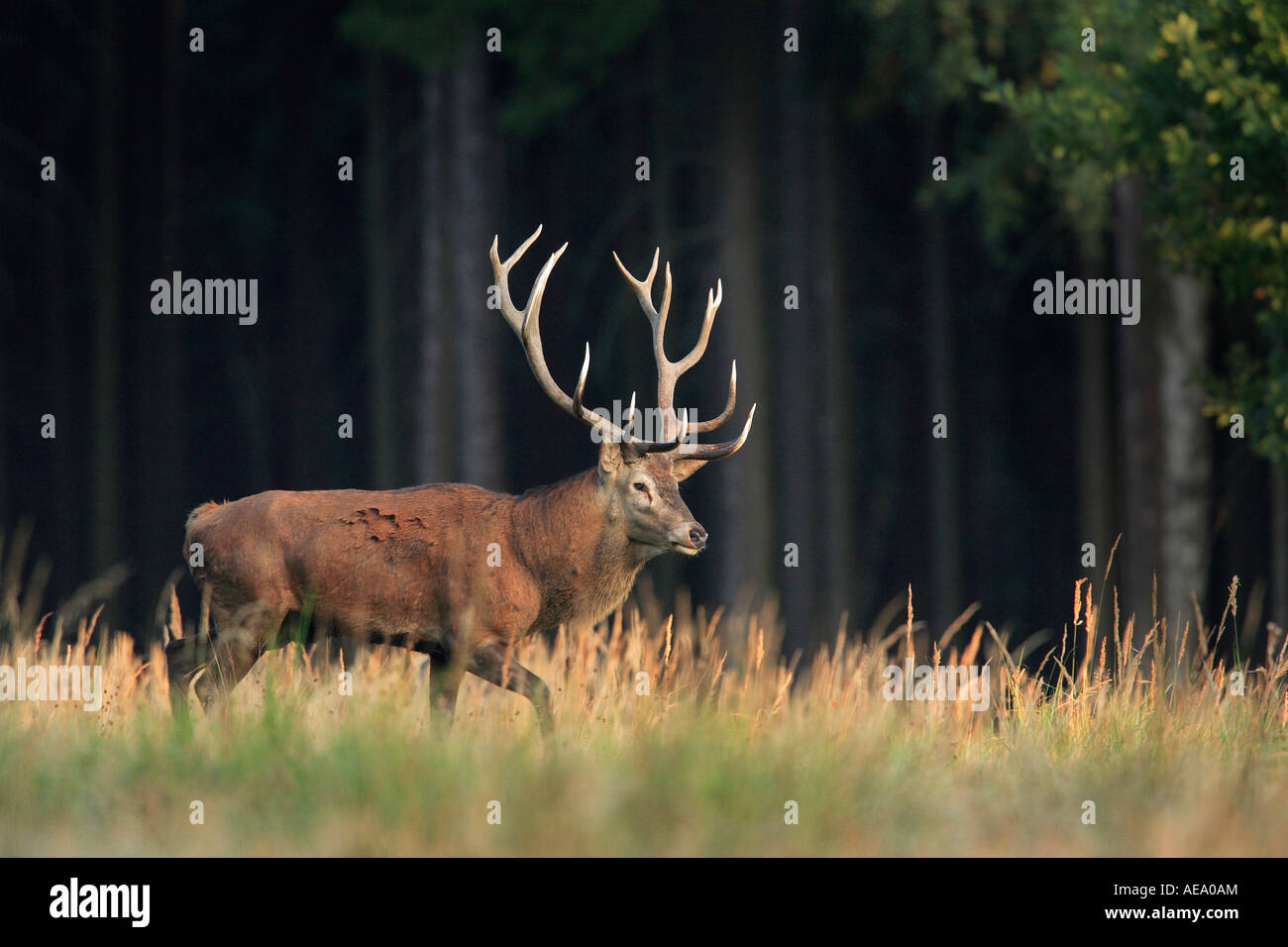 Red Deer (Cervus elaphus), stag during rut moving across a clearing Stock Photo