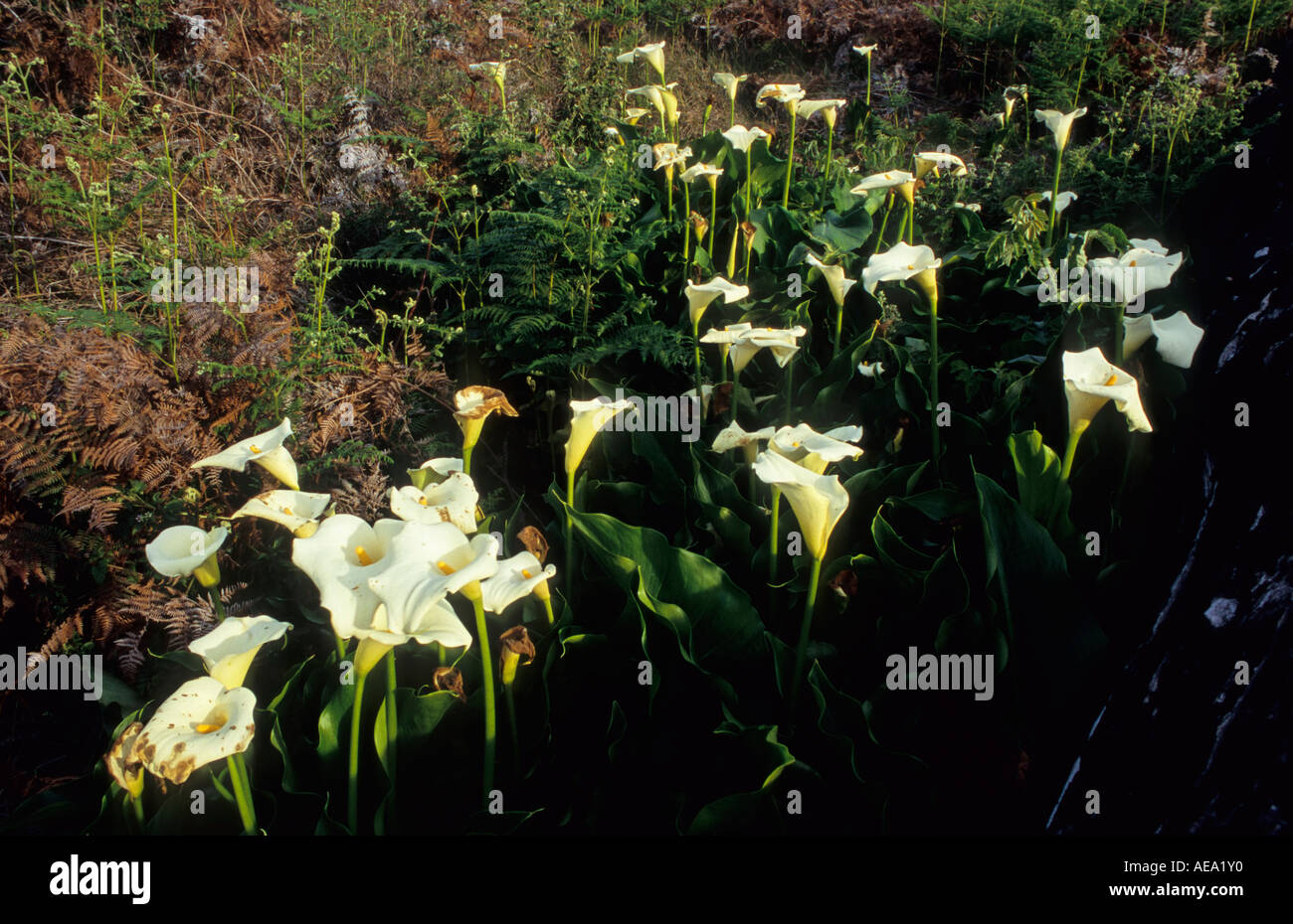 Arum Lilies (Zantedeschia aethiopica), Grahamstown, South Africa Stock Photo Alamy
