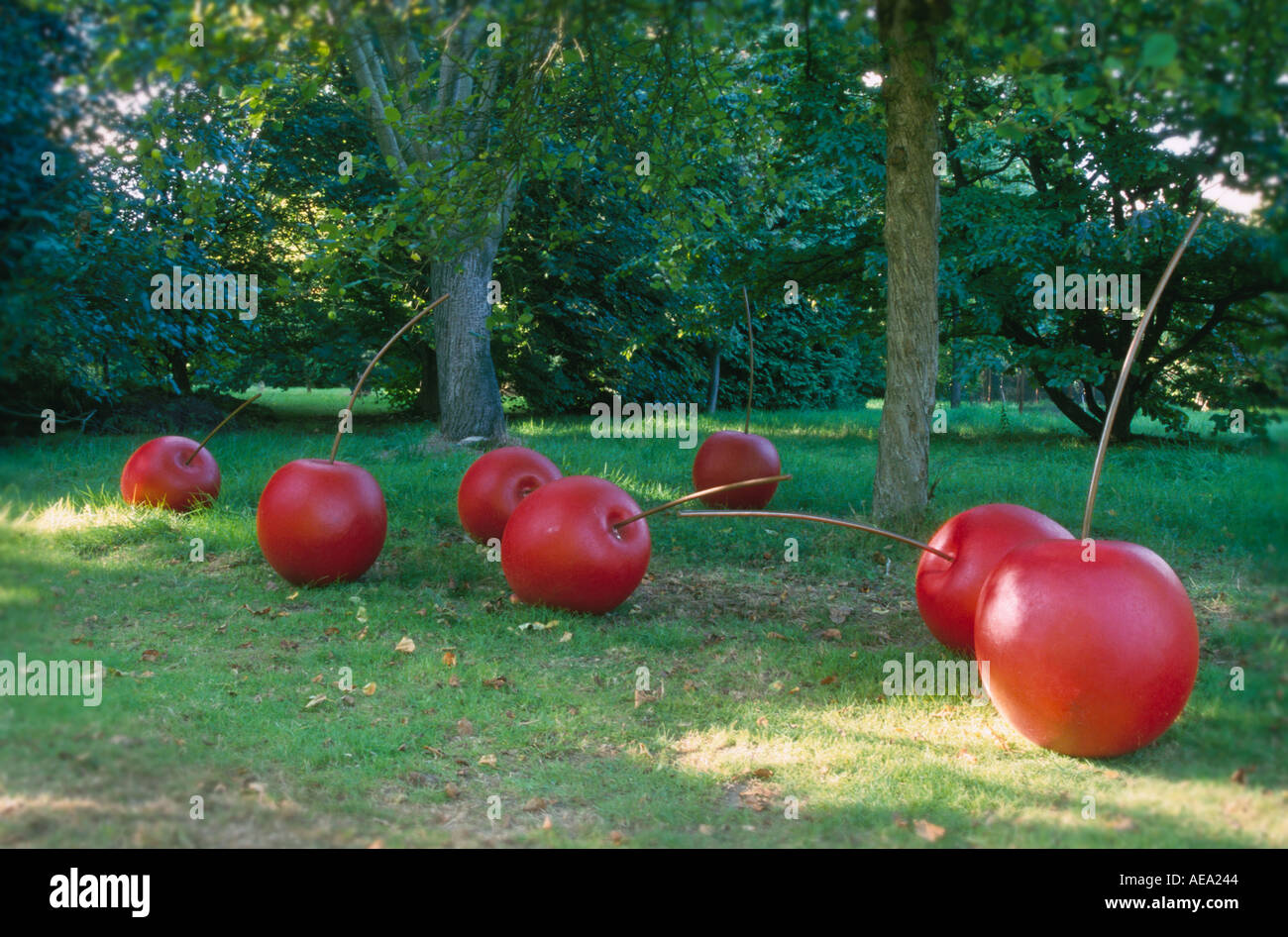 Giant red cherries on the ground under a tree Stock Photo Alamy