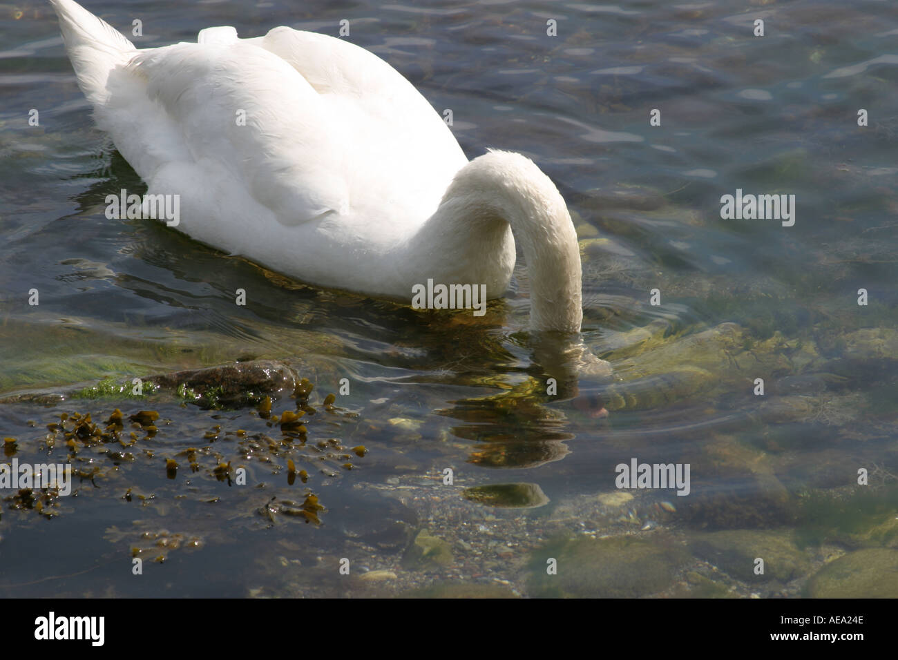 Mute swans Cygnus olor feeding at low water in fjord Stock Photo