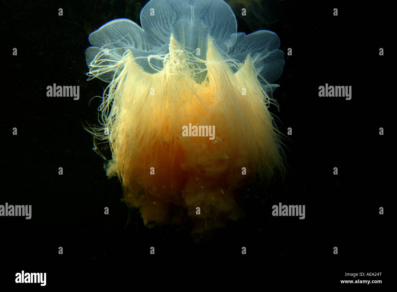 Lion's mane jellyfish, Cyanea capillata, underwater at Larkollen in Rygge kommune, Østfold fylke, Norway. Stock Photo