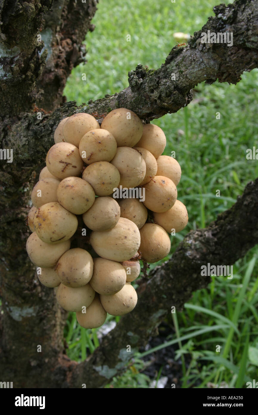 Longkong fruits on duko tree Aglaia dookkoo in southern Thailand Krabi province Stock Photo